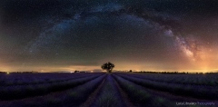 Stars And Stripes (Valensole - Provence)