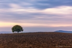 The Solitary Tree