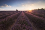 Lavender Sunrise