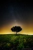 Tree Of Life